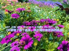 -深圳仙湖植物园
