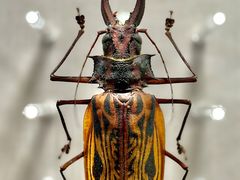 -国家自然博物馆