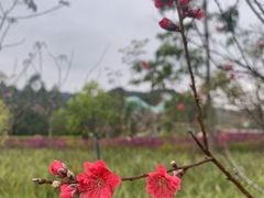 -清远熹乐谷温泉度假酒店