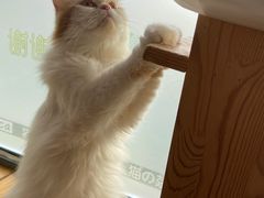 -猫的茶·猫咖