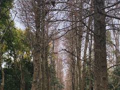 -上海滨江森林公园