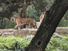 -北京野生动物园