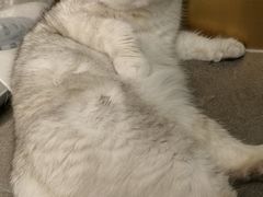 -飞行喵MR PILOT|猫舍·猫咖(静安大融城店)
