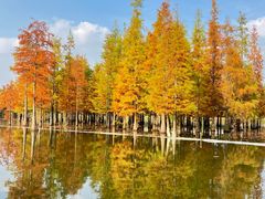 -白鹭湾湿地公园