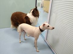 -瑞派·关忠动物医院·异宠专科·犬猫肿瘤·皮肤专科(望京店)