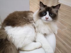 -李小姐の猫咖啡馆(五角场店)
