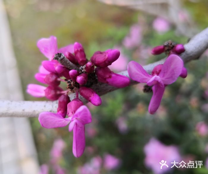 琴亭湖公园图片