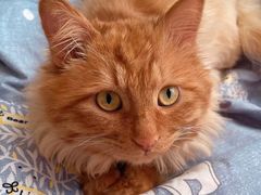 -纳吉亚猫专科动物医院博雅分院