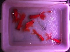 -宝鸡东道花鸟鱼虫市场(吉利花园商场店)