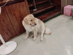 -小狗上班·狗咖·猫咖·小奶狗·摄影(南山店)