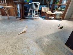 -自由生长植物工作室(深港花卉中心店)