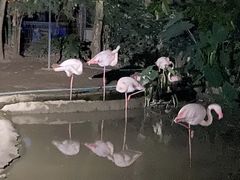 -清迈夜间动物园
