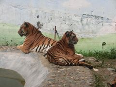 -栾川竹海野生动物园