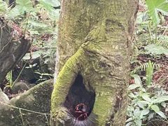 -呀诺达热带雨林
