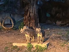 -清迈夜间动物园