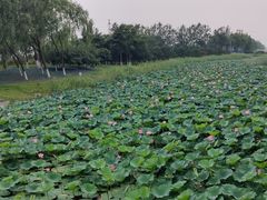 -大兴滨河森林公园