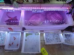 -山东柏宁水族批发广场