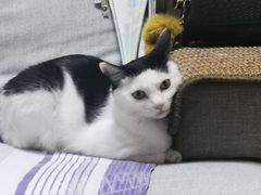 -御宝贝·A梦猫科宠物医院(国际猫友好医院)