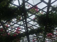 -亚龙湾国际玫瑰谷