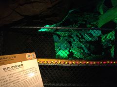-遂昌金矿国家矿山公园