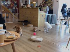 -南京Hallo宠物乐园·哈罗犬舍·柴犬繁育基地