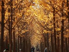 -汉景帝阳陵博物院