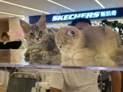 -凯德MALL(望京店)