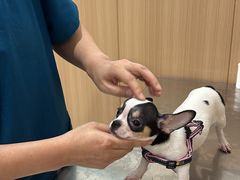 -米苏动物医院·犬猫专科·骨科外科内窥镜