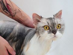 -momokira米努特·德文卷毛猫·棉花面纱犬