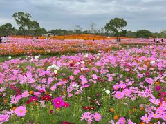 -花开海上生态园