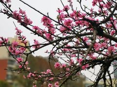 -新湖明珠城