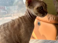 -佳雯宠物医院·皮肤科·内外科(春晓路分院)