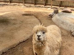 -辛玛王国游乐园