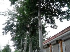 -白求恩柯棣华纪念馆