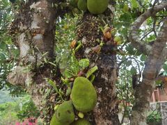 -海南热带雨林国家公园吊罗山景区