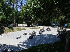 -广东惠东海龟国家级自然保护区