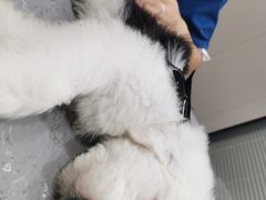 -四月宠物医院·猫专科·心脏专科·内科(转塘店)