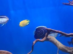 -烟台海昌鲸鲨海洋公园