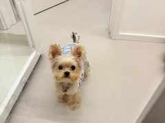 -唐小姐の私宠·宠物洗护美容·撸猫馆·购宠(周浦万达旗舰店)