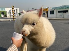 -Blue Concept Cafe&Farm·關於藍