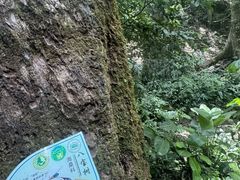 -西双版纳原始森林公园