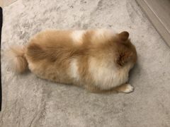 -子福慧(虹桥店)