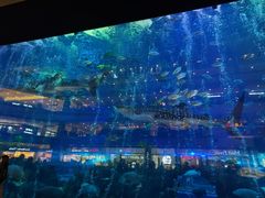 -成都浩海立方海洋公园