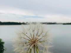 -丁香湖公园
