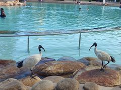 -布里斯班南岸公园