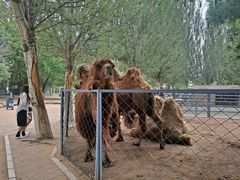 -长白岛森林公园