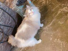 -猫猫幼稚园·撸猫·桌游·电玩