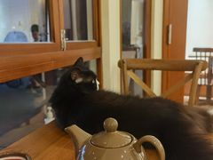 -有猫主题·治愈系猫咖(曾厝垵店)