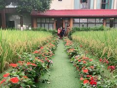 -洪湖家庭农场·团建·露营·会议