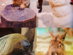 -正佳雨林生态植物园